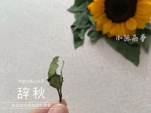 为什么白茶能压成饼，而武夷岩茶不能压？