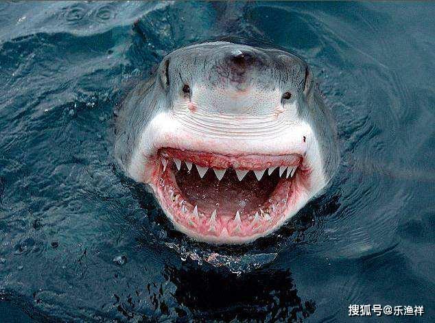 鲨鱼吃人,人可以吃鲨鱼吗