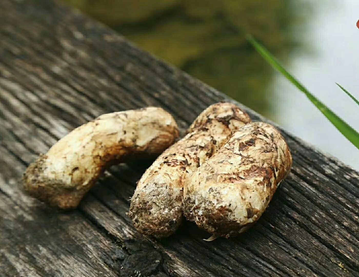 松茸的功效与作用图片 0fabce5ad9e14463b375d4bab11edda4.jpeg