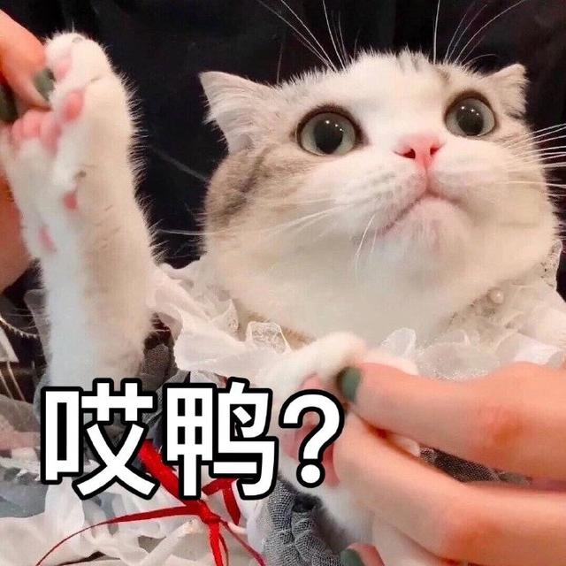 猫咪表情包合集|大老虎嗷呜嗷呜