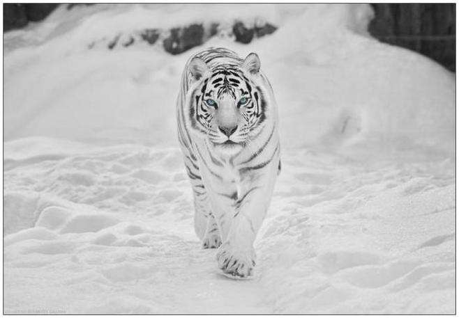 白虎仅是白色的老虎吗白虎的繁育过程以及繁殖缺陷