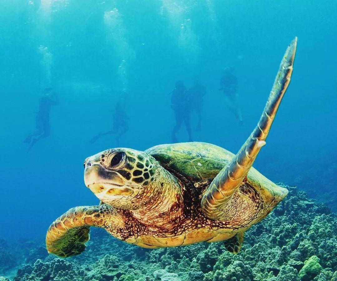 海龟吃什么好 1b9f6b74d0ed4879acaf4feb9f7f16e9.jpeg