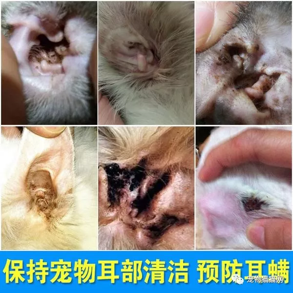 如何判断你的猫咪有耳螨?耳螨怎么治疗?猫咪得了外耳炎怎么办?