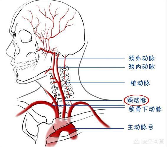 颈动脉一旦被堵,人体哪个部位反应最强烈?