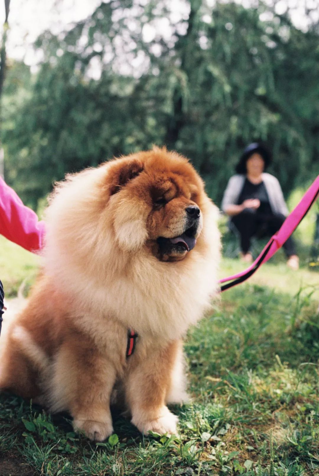 《给上海人的不正经胶片相机推荐手册》