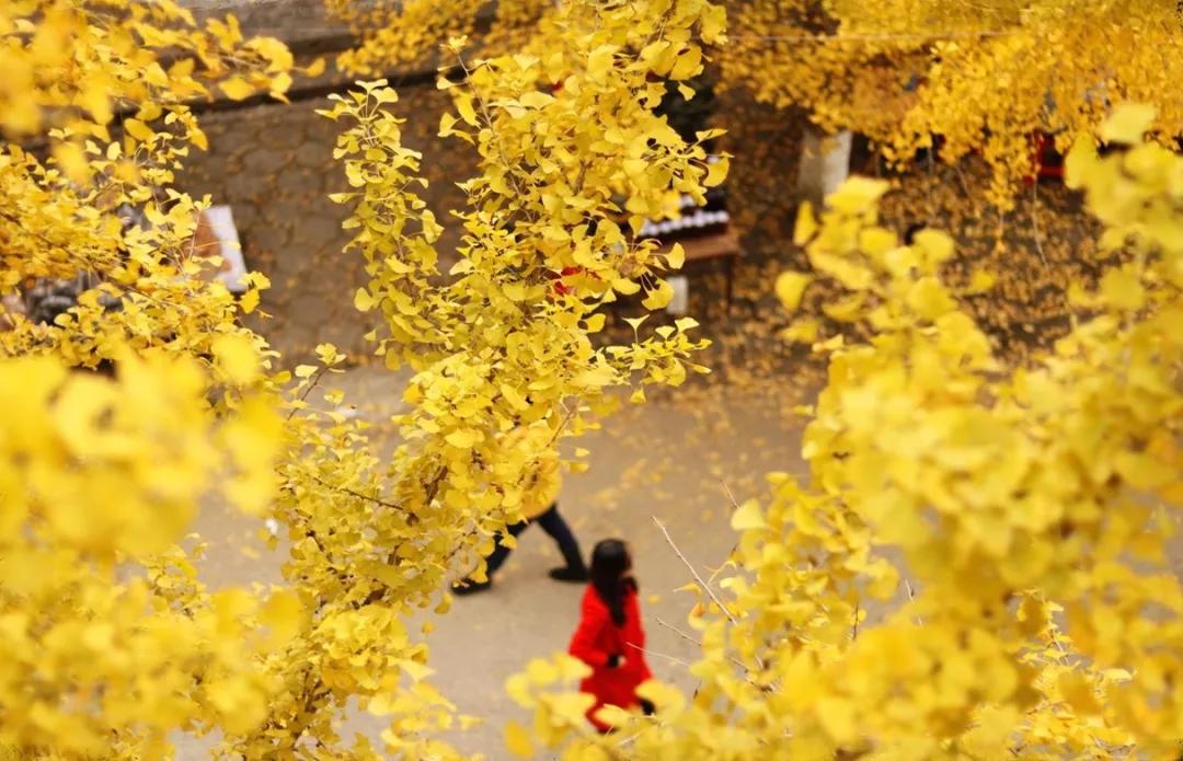 这才是12月最美旅行地!从圣洁到安逸,从冬天美到春天