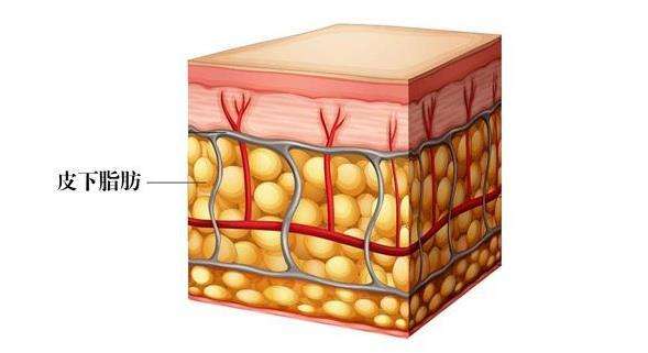 所以减肥不仅要减皮下脂肪更要减内脏脂肪, 脂肪又是如何被减掉的呢?