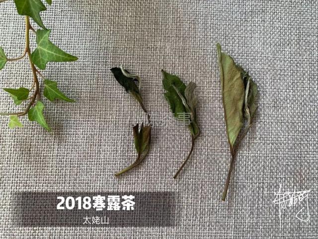 为什么白茶能压成饼，而武夷岩茶不能压？