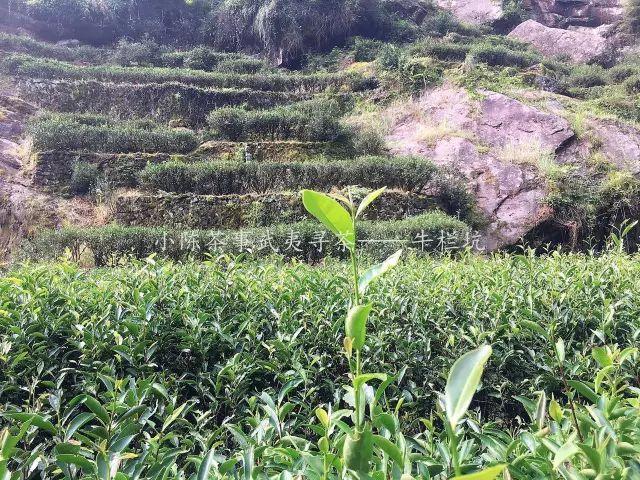 为什么白茶能压成饼，而武夷岩茶不能压？