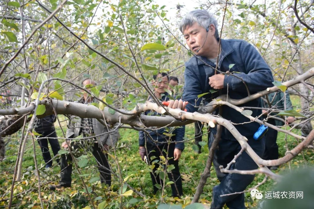 苹果树头这样修剪才高产