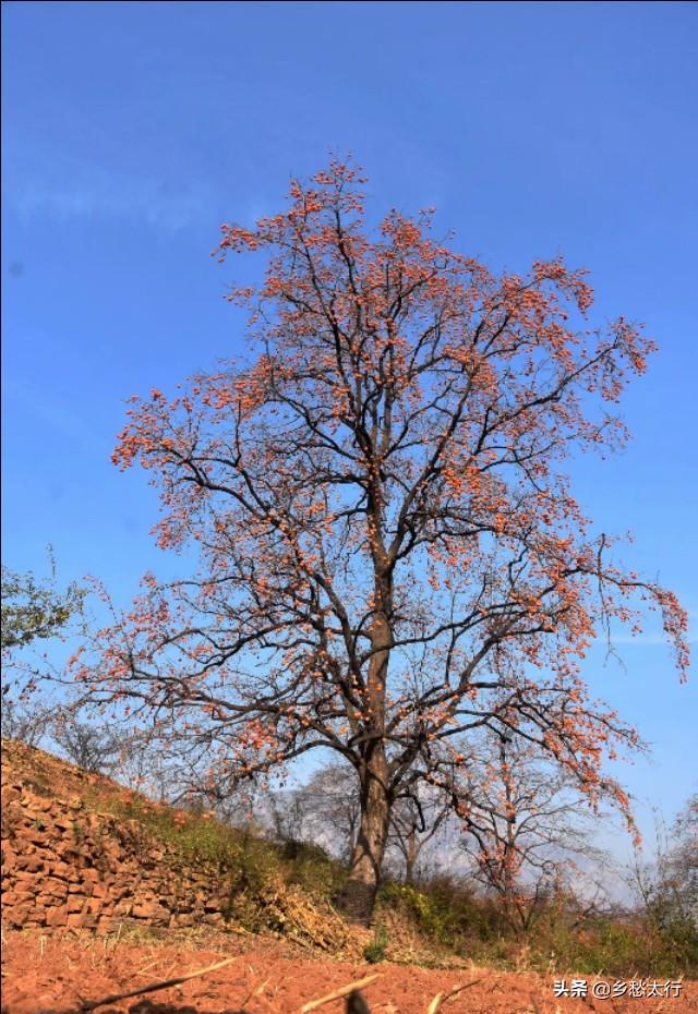 柿子树,对于太行人来说,不仅是一种风景,更是一种深厚