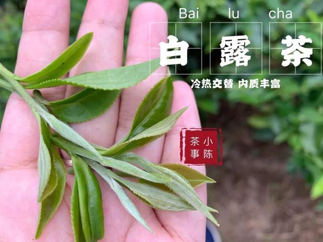 为什么白茶能压成饼，而武夷岩茶不能压？