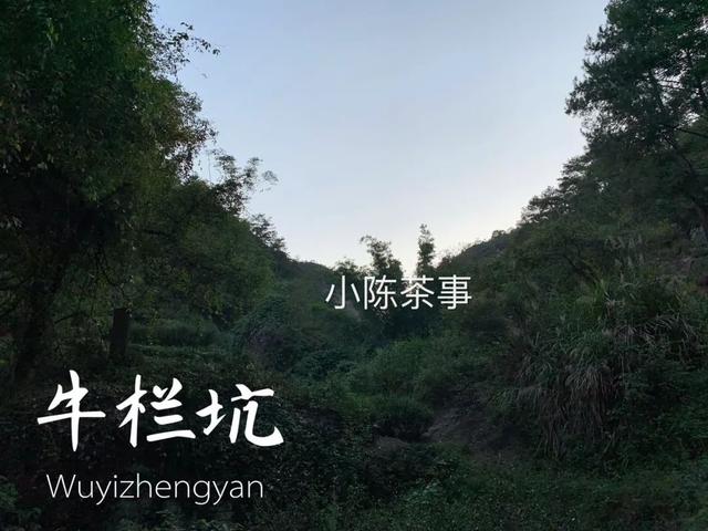 为什么白茶能压成饼，而武夷岩茶不能压？