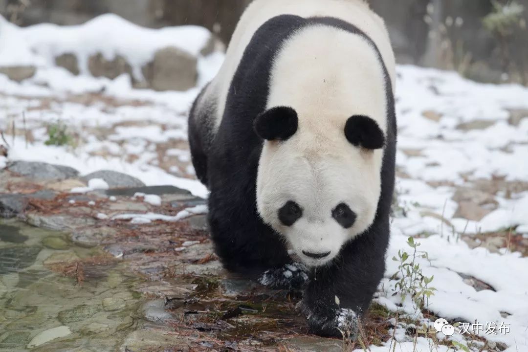 今冬初雪乐坏了汉中这两只大熊猫