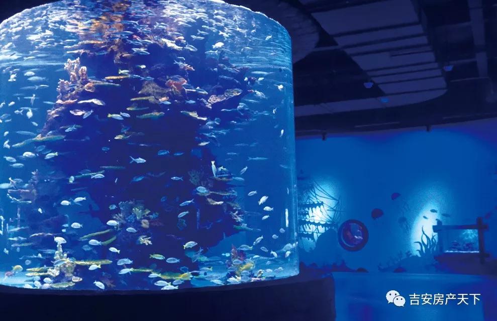 吉安要建海洋馆了投资25亿规划有海底隧道凶猛鲨鱼馆等八大展馆