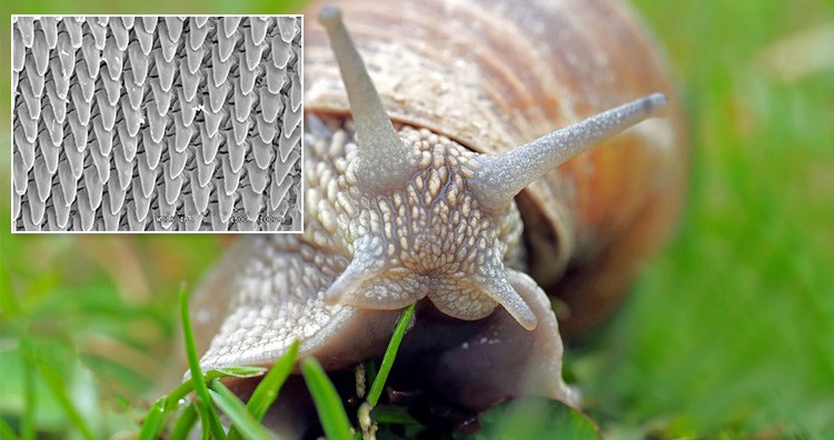 蜗牛是世界上牙齿最多的动物,它们的繁殖也很特别