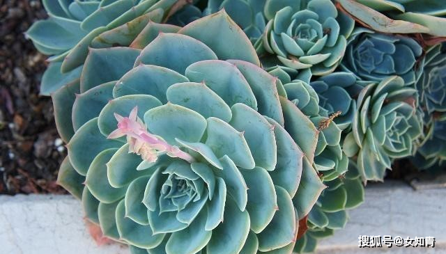 多肉水浇多了怎么办 87119d6be56844a2ab7bf4412ba8c3b1.bmp