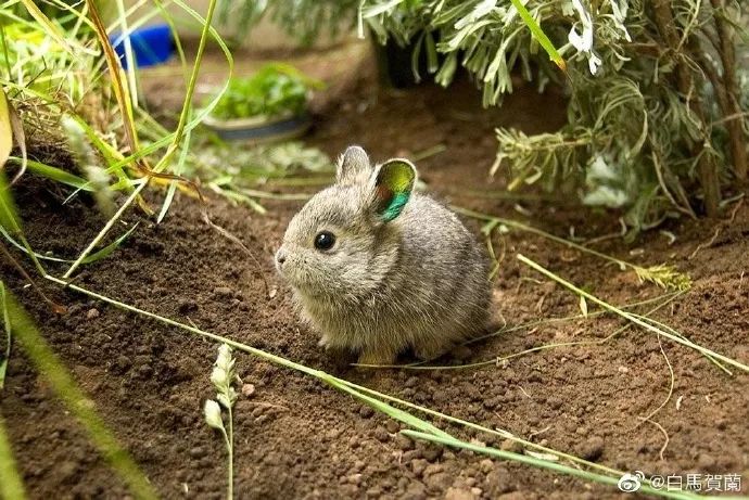 新一季的深夜食堂里面表演太到位了吧
