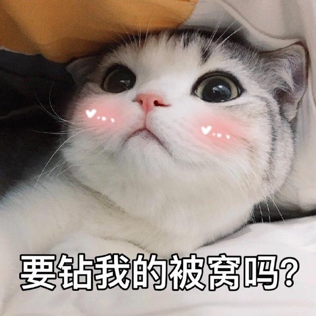 猫咪表情包合集|大老虎嗷呜嗷呜