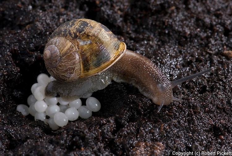 蜗牛是世界上牙齿最多的动物它们的繁殖也很特别