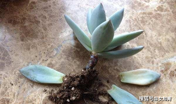 多肉水浇多了怎么办 a41dd616df414776abb1078e9d33e923.bmp