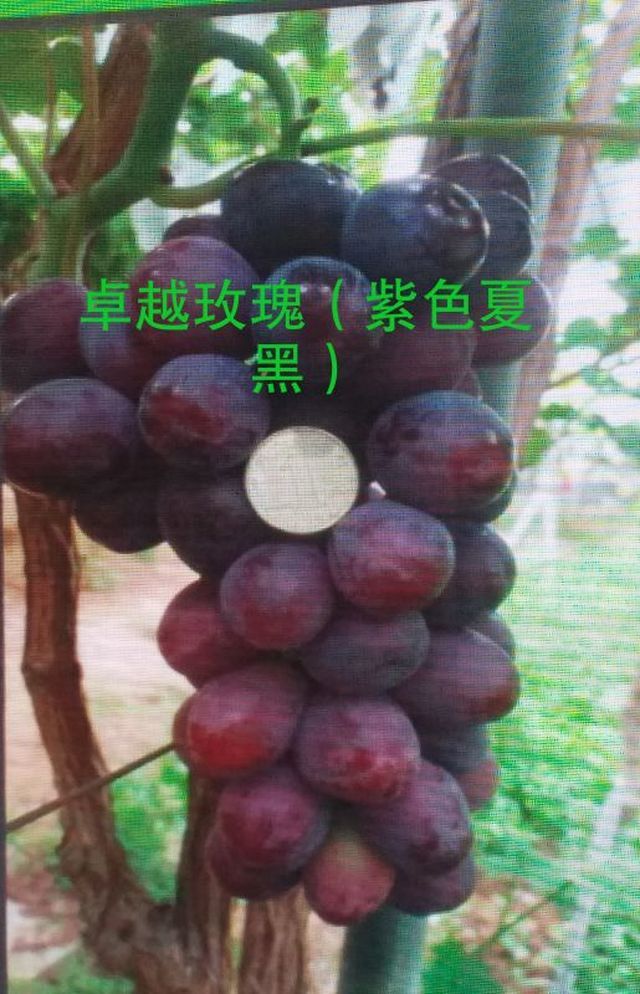 ad4797aadbea4893959fb2217d0a7d43.jpeg