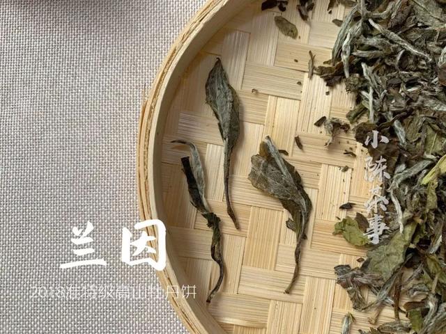 为什么白茶能压成饼，而武夷岩茶不能压？