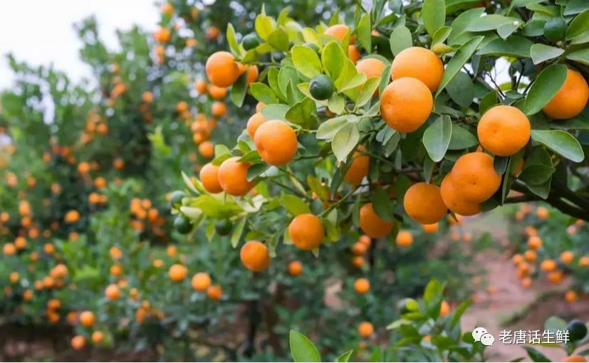 【果技精选】柑橘五张图！水果采购必须掌握
