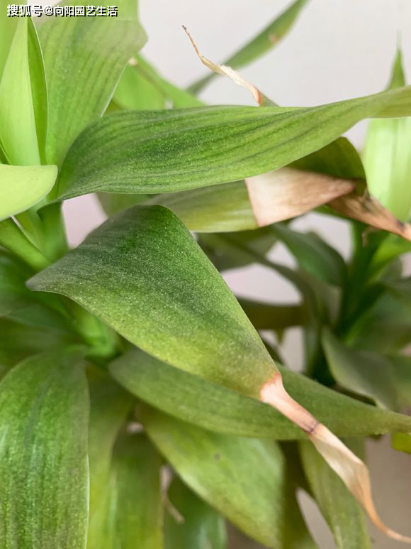 富贵竹几天换一次水最佳冬天 bc225747719e4125a33e30339096e6d9.png