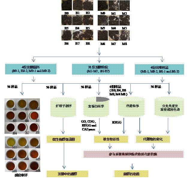 图4普洱熟茶发酵微生物组研究技术路线笔者研究发现随着发酵的进行,肠