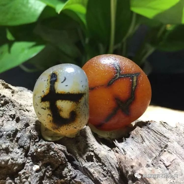 赏石交流《群之歌》