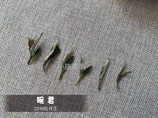 为什么白茶能压成饼，而武夷岩茶不能压？