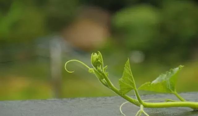 梦境解析，昨天梦见枣树夹个梨，我摘下来给别人吃了的含义