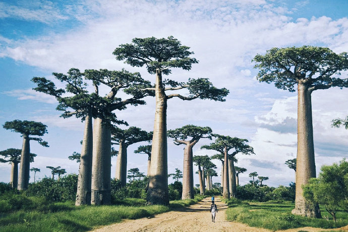 非洲旅行,偶遇猴面包树,有点小激动