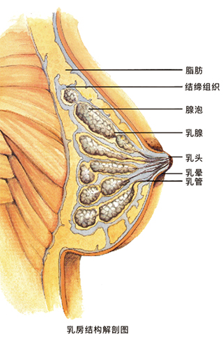 乳房结构解剖图
