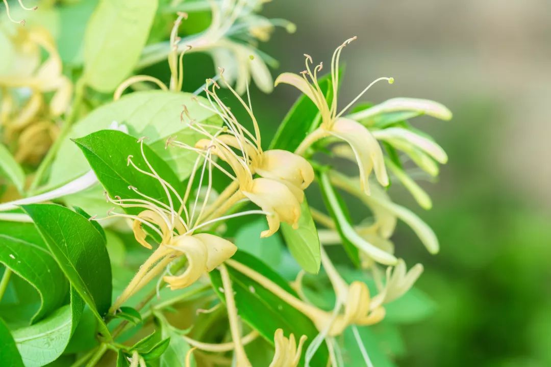 金银花怎么搭盆_乐可金银花露