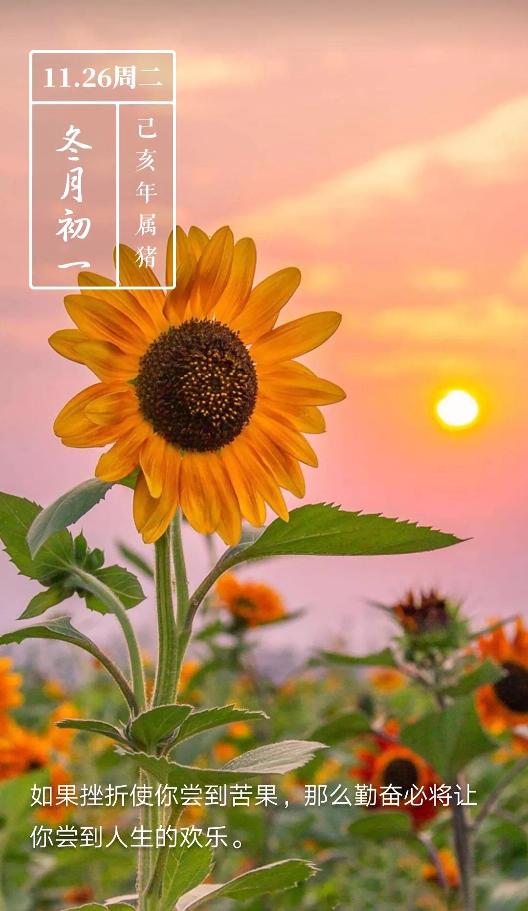 周二早上好,当你足够努力,你才会足够幸运!_心语