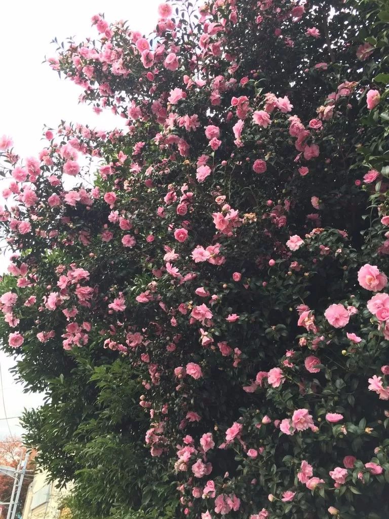 如何修剪茶花最好 ee48d3cbab304342a92d0a37feae8315.jpeg