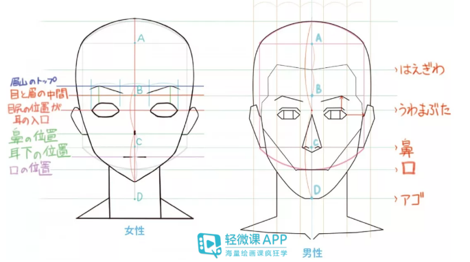 【绘画教程】如何正确画人物的五官比例？