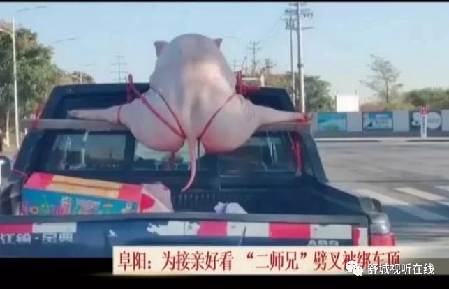 最近火的接亲视频 f992db67b4644920bd8ac3c1b97d95c7.jpeg