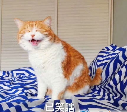 梦境解析，与多猫同行的奥秘——探索梦中猫群的意义及心灵指引
