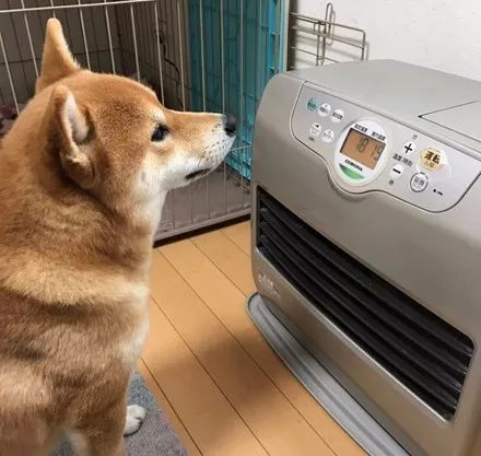 狗为啥怕热不怕冷 15ad18144634483091a2757900984fd3.jpeg