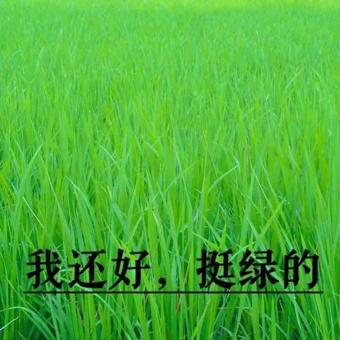 壁纸 草 成片种植 风景 绿色 植物 种植基地 桌面 700_700