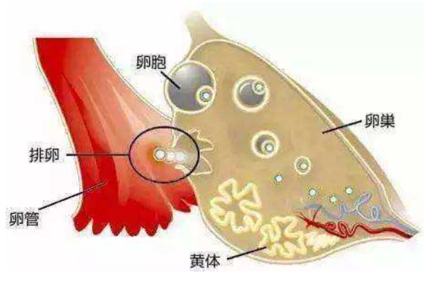 优势卵泡多少正常 1d8f79639ea64476b87ea5053c60452a.png