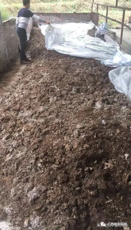 用猪粪专用高温菌发酵剂快速发酵猪粪成生物有机肥技术