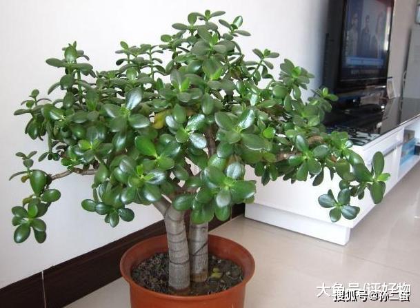 盆栽花卉怎么养好根 370b9832cf7649618da082e716062305.jpeg