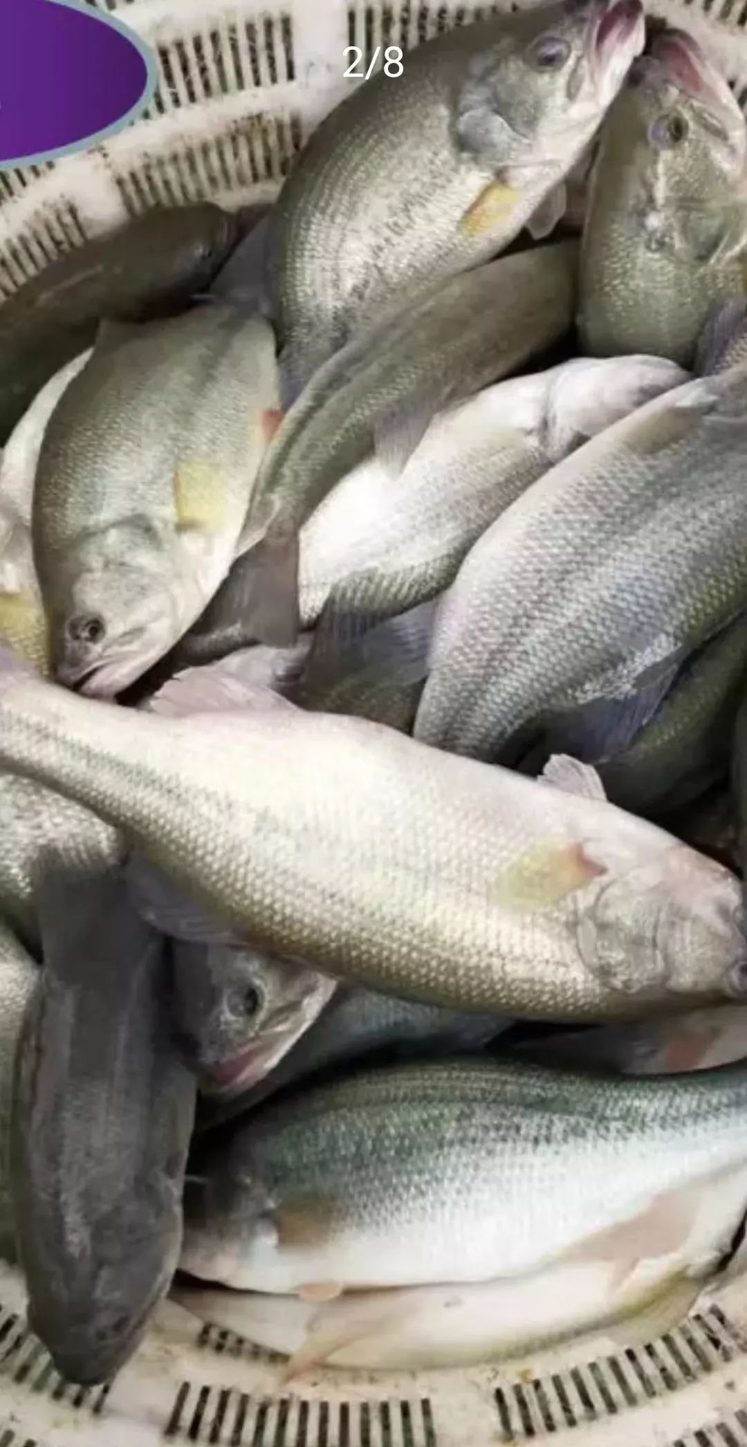 鱼多少度要加热 4f500e7316434dfe8909dff42e53a377.jpeg