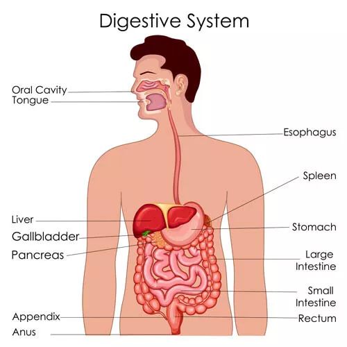 每日一学|消化系统_肝脏