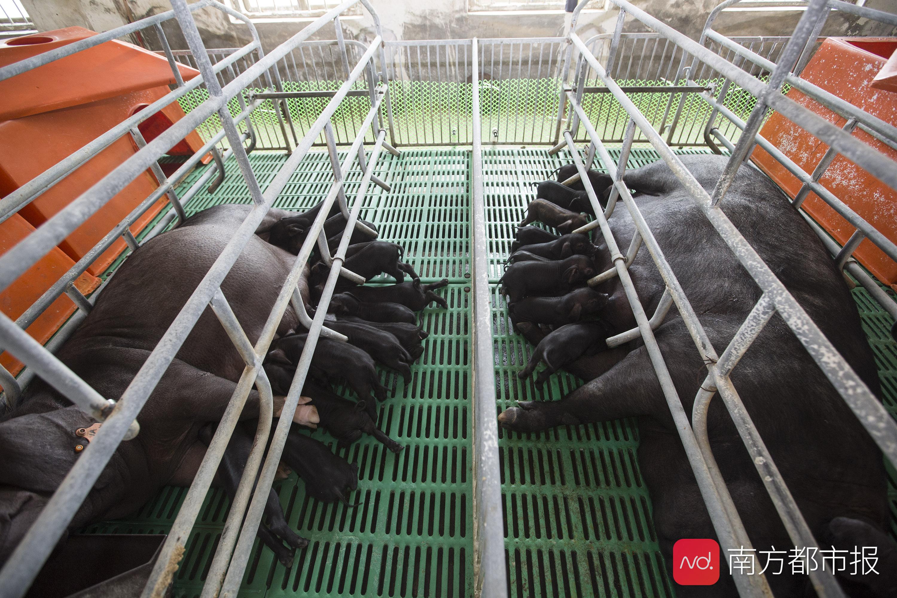 猪肉批发价连续三周回落。你吃的是一元猪、二