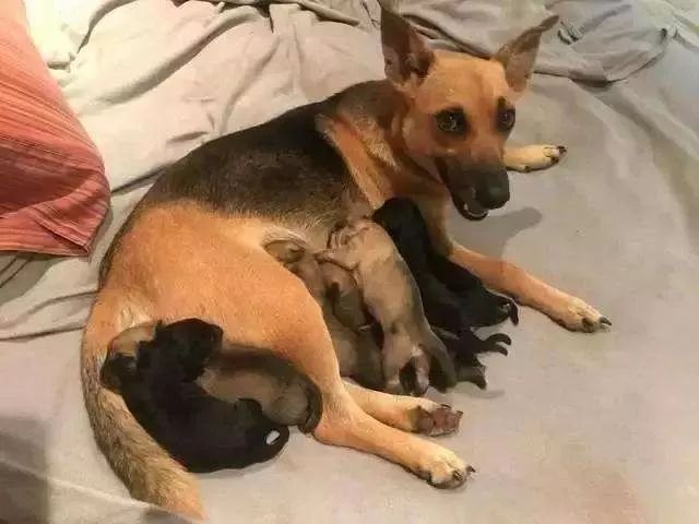 孕程初梦，解析孕两个月梦中为白狗狗洗澡剃毛的寓意